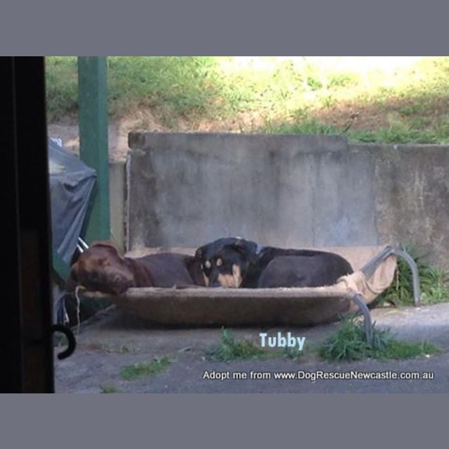 Photo of Tubby (On Trial 2/11/14)~ Great With Kids