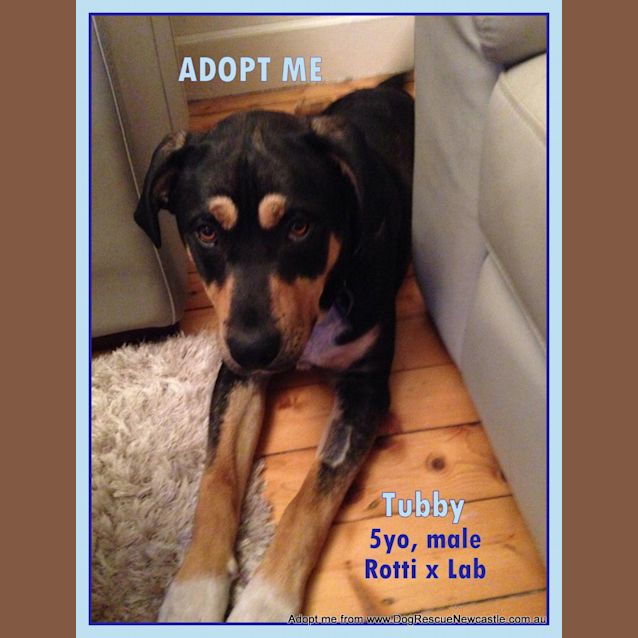 Photo of Tubby (On Trial 2/11/14)~ Great With Kids
