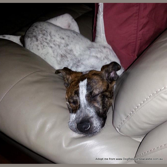 Photo of Vinnie (On Trial 18/12/14)~ Cattle Mix Puppy