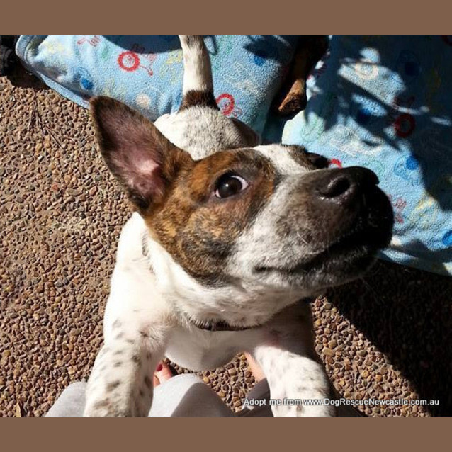 Photo of Vinnie (On Trial 18/12/14)~ Cattle Mix Puppy