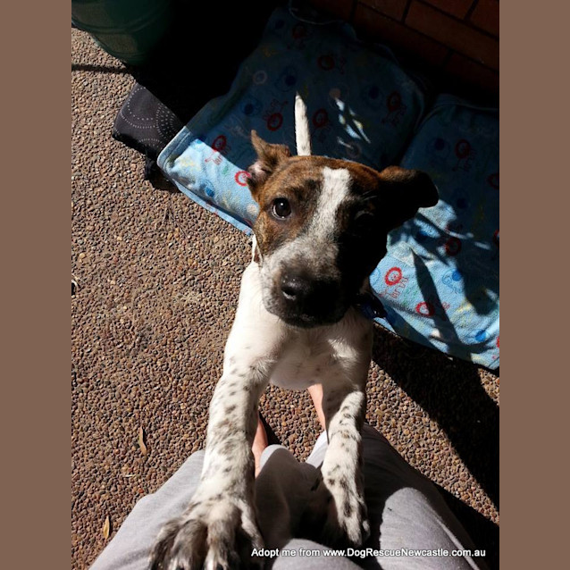 Photo of Vinnie (On Trial 18/12/14)~ Cattle Mix Puppy