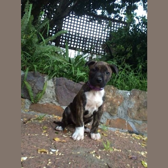 Photo of Pavlov
