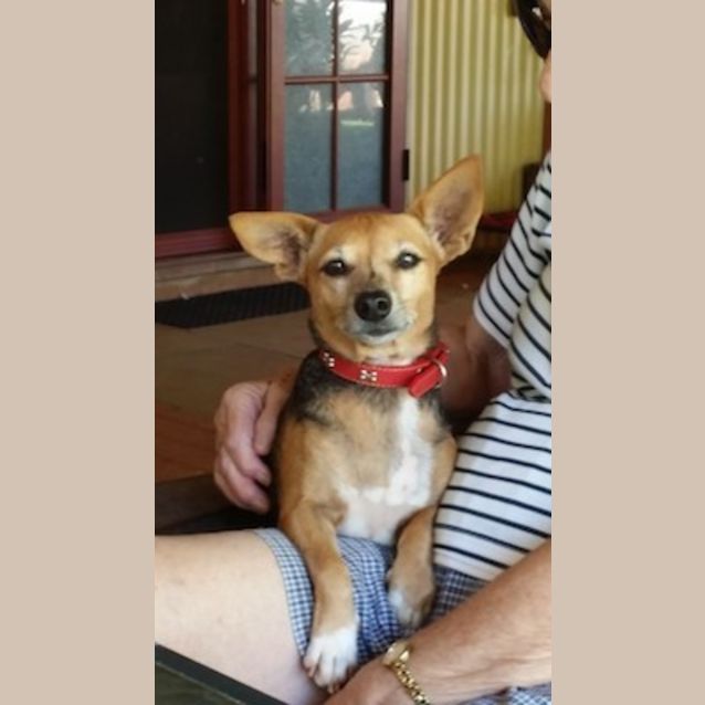 Photo of Kelly (Be D18936) Adoption Pending