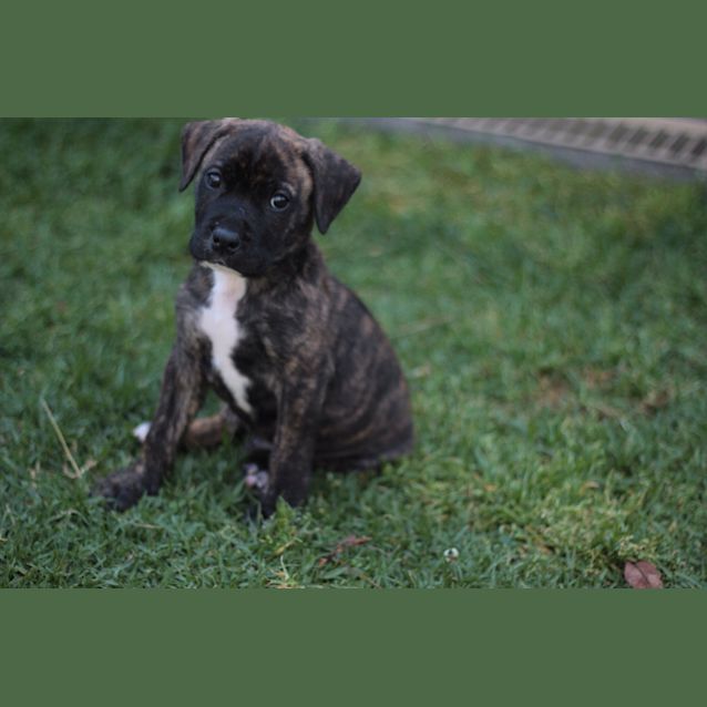 Photo of Chumley