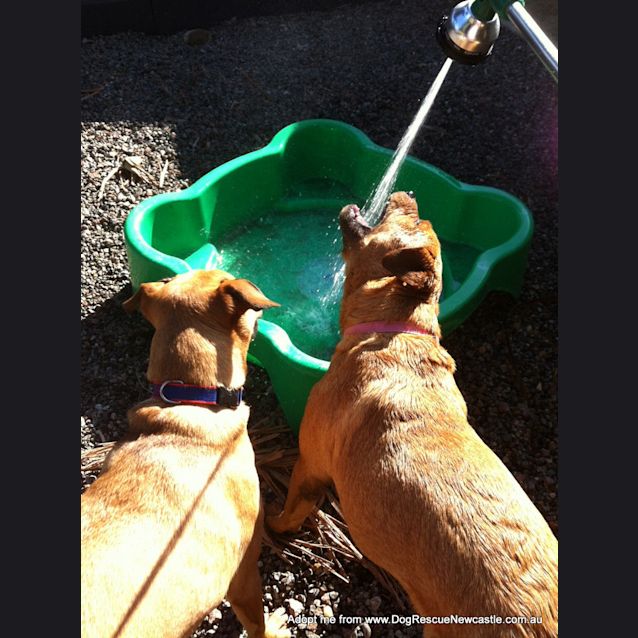 Photo of Mc Kenna (On Trial 21/11/14)~ Rotti X Labrador