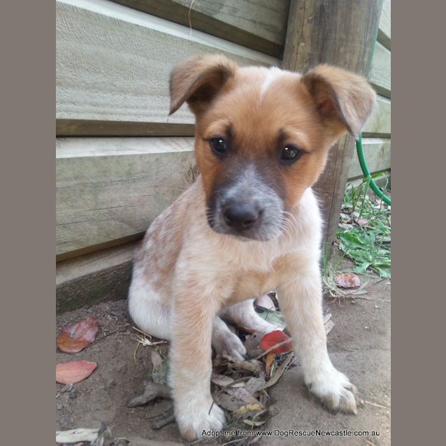 Photo of Jewel (On Trial 16/11/14)~ Red Cattle Dog Puppy