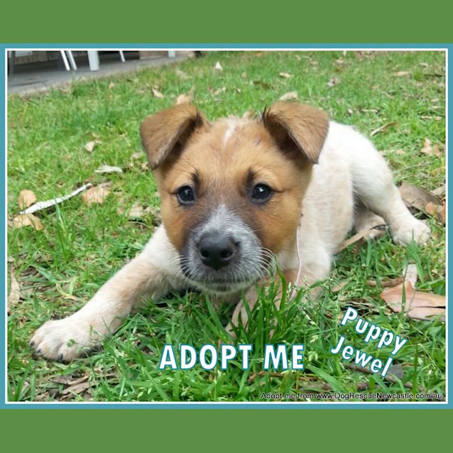 Photo of Jewel (On Trial 16/11/14)~ Red Cattle Dog Puppy