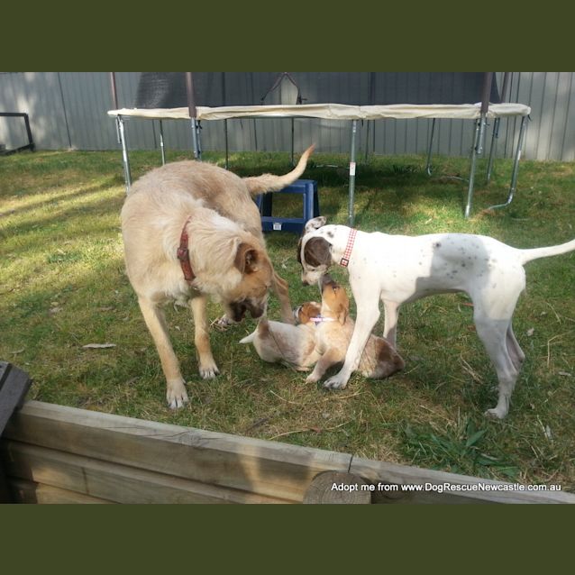 Photo of Jewel (On Trial 16/11/14)~ Red Cattle Dog Puppy
