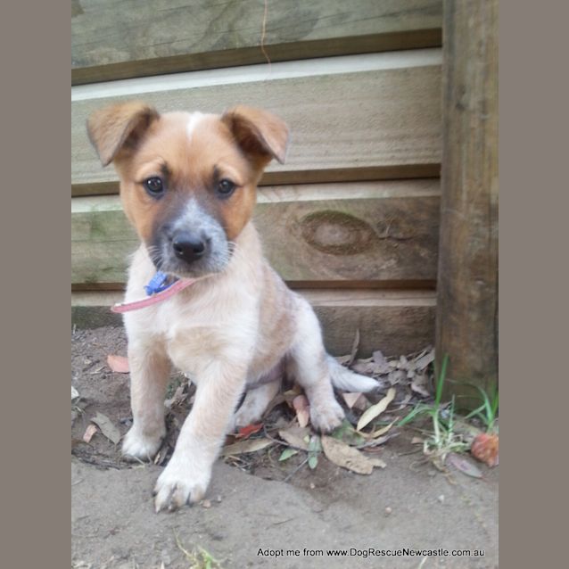 Photo of Jewel (On Trial 16/11/14)~ Red Cattle Dog Puppy
