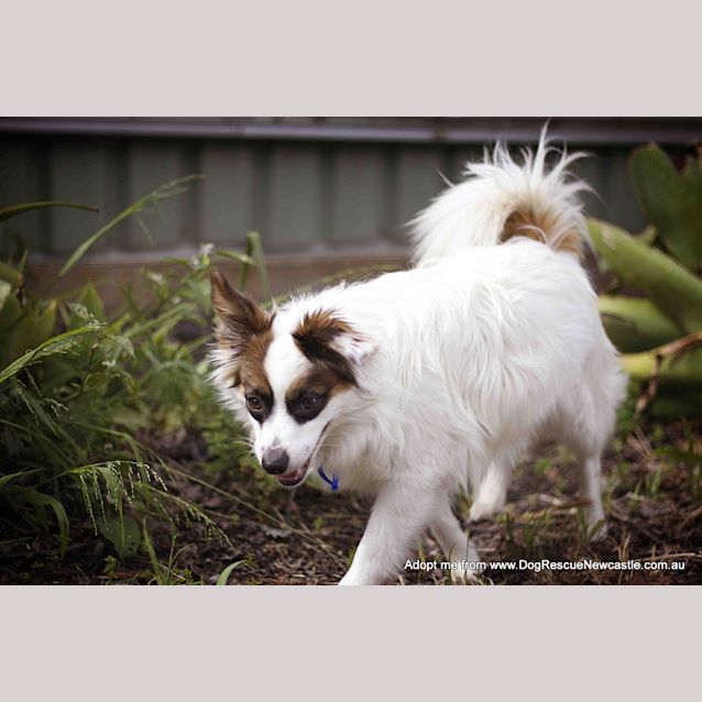 Photo of Bandit (On Trial 19/10/14)~ Papillon X Maltese X Pom