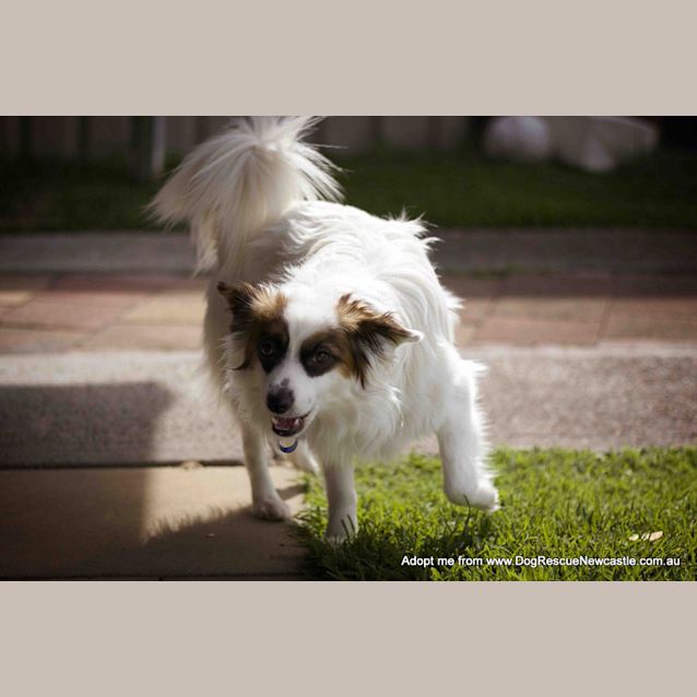 Photo of Bandit (On Trial 19/10/14)~ Papillon X Maltese X Pom