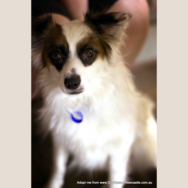 Photo of Bandit (On Trial 19/10/14)~ Papillon X Maltese X Pom