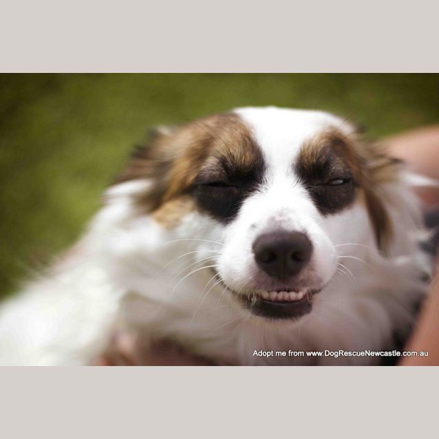 Photo of Bandit (On Trial 19/10/14)~ Papillon X Maltese X Pom