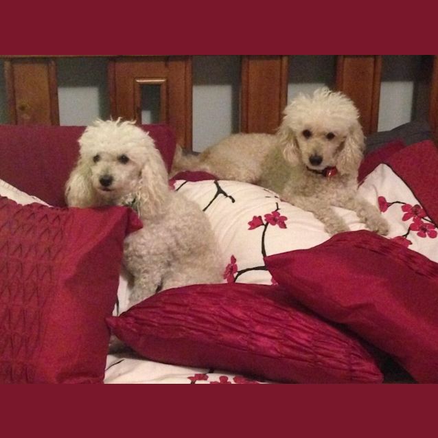 Photo of Sam & Charlie
