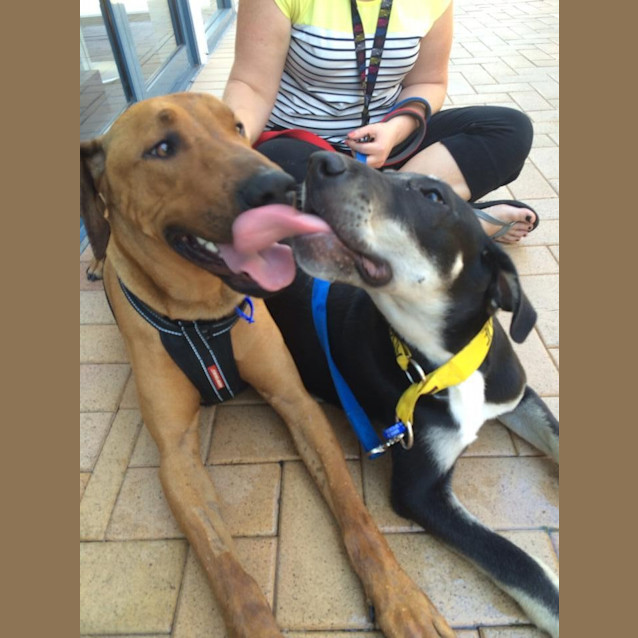 Photo of Nixon (On Hold Pending Adopt)~ Bull Arab X
