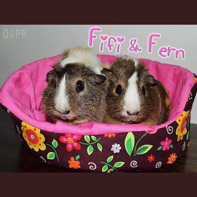 Photo of Fifi And Fern