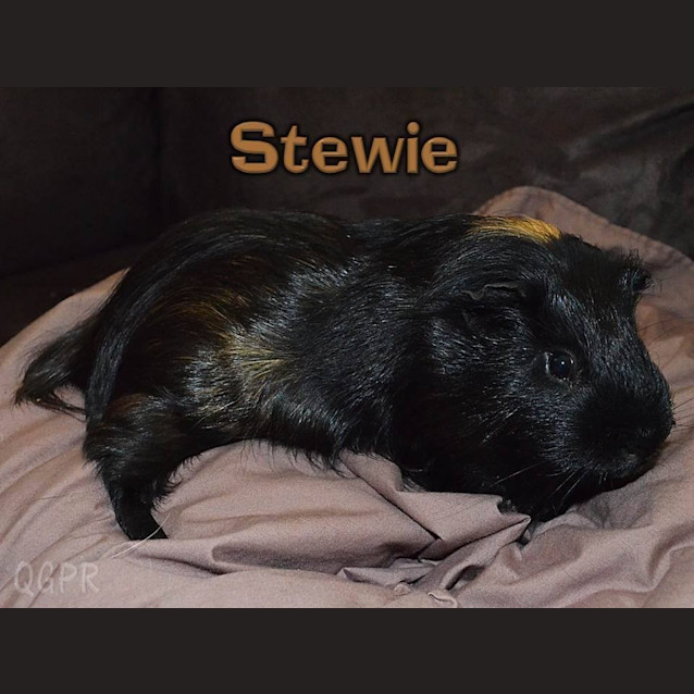 Photo of Stewie