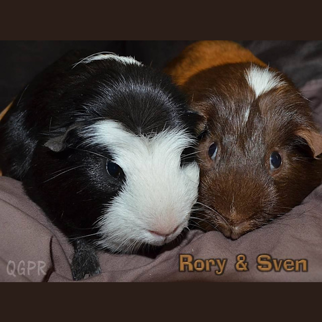 Photo of Rory And Sven