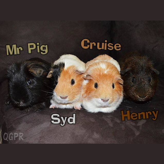 Photo of Mr Pig, Sid, Cruise And Henry