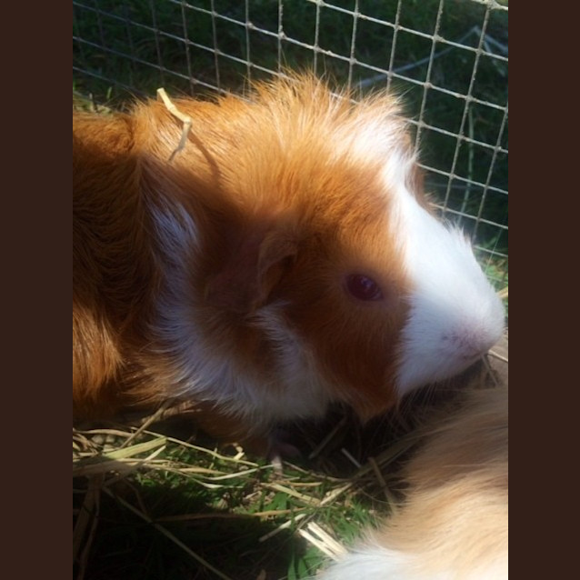Photo of Ralph