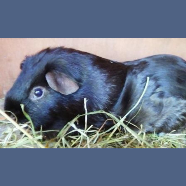 Photo of Diamond