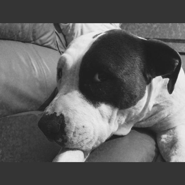Photo of Daisy (On Trial 6/12/14)~ Purebred American Staffy