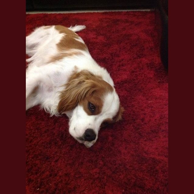 Photo of Charlie (On Trial 12/10/14) ~ Cavalier