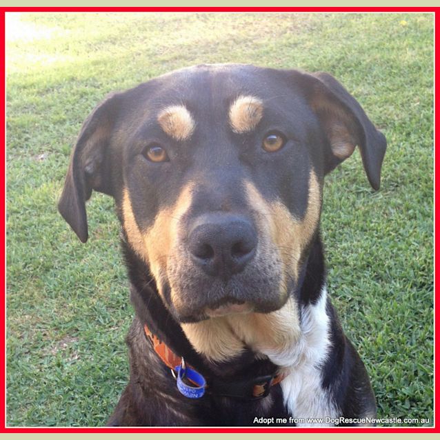 Photo of Tubby (On Trial 2/11/14)~ Great With Kids