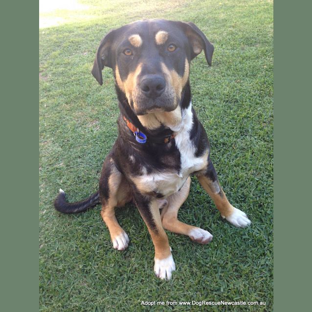 Photo of Tubby (On Trial 2/11/14)~ Great With Kids