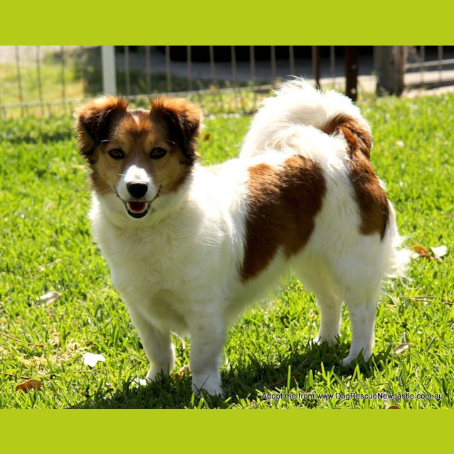 Photo of Trigger (On Trial 17/10/14~ Jack Russell X Maltese