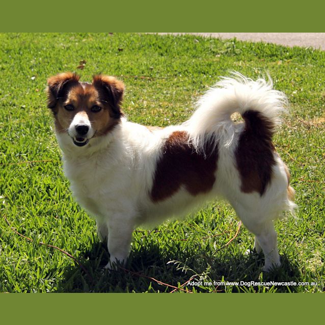 Photo of Trigger (On Trial 17/10/14~ Jack Russell X Maltese