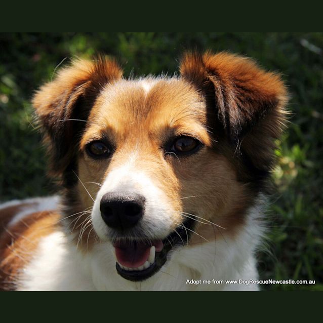 Photo of Trigger (On Trial 17/10/14~ Jack Russell X Maltese