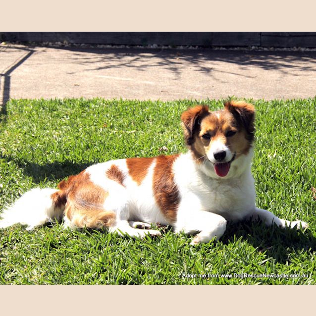 Photo of Trigger (On Trial 17/10/14~ Jack Russell X Maltese
