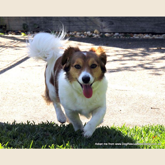 Photo of Trigger (On Trial 17/10/14~ Jack Russell X Maltese