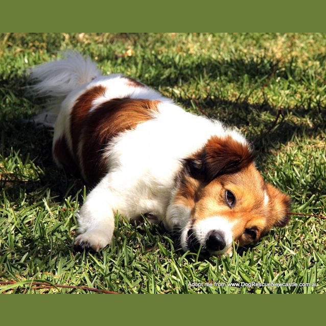 Photo of Trigger (On Trial 17/10/14~ Jack Russell X Maltese