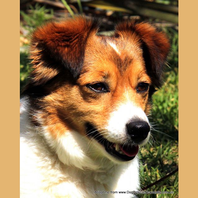 Photo of Trigger (On Trial 17/10/14~ Jack Russell X Maltese