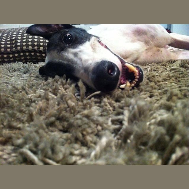 Photo of "Elvis" The Pelvis.  Brisbane/Gold Coast