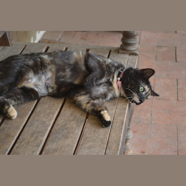 Photo of Spice