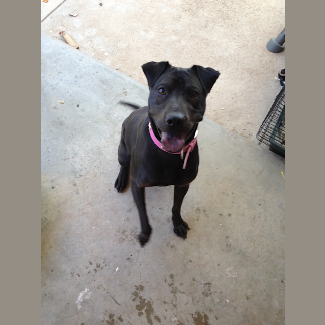 Photo of Pepper