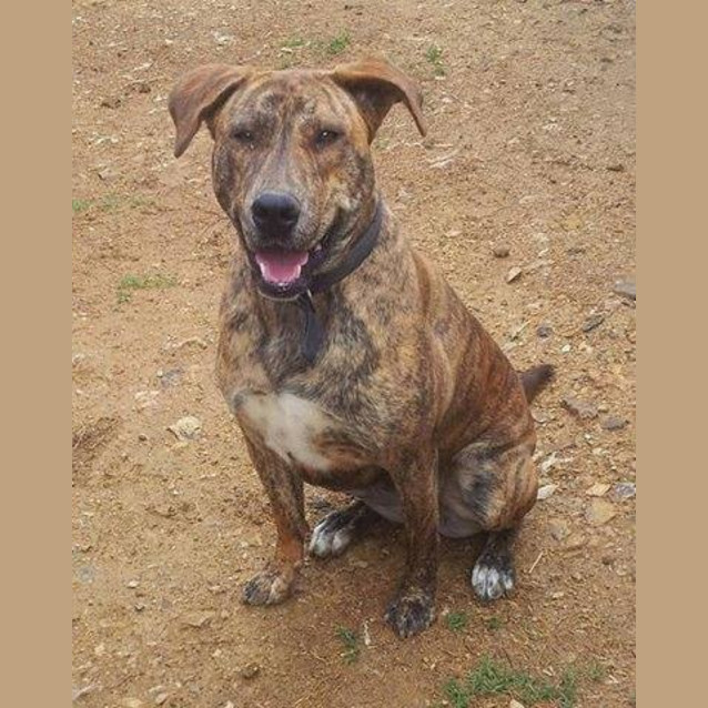Photo of Lua (Adoption Pending)