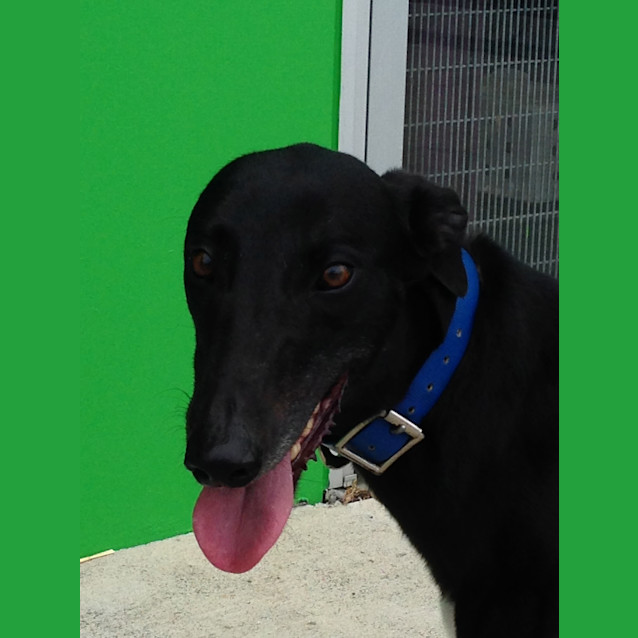 Photo of Charlie Claws N Paws Rescue 