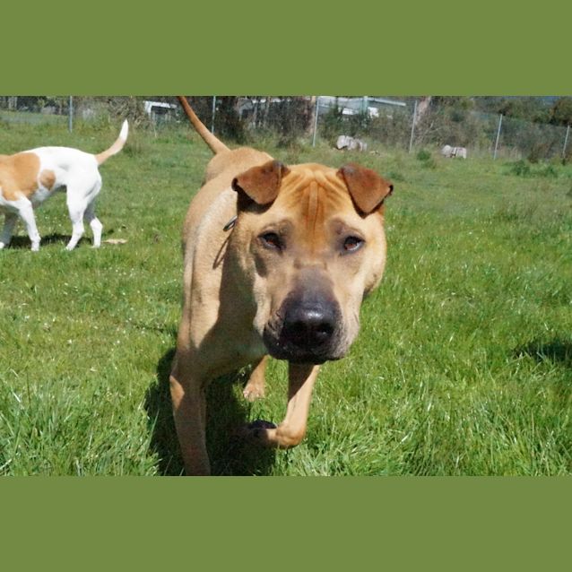 Photo of Buddy