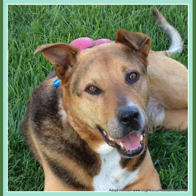 Photo of Ralph (Medical Hold)~ German Shepherd X
