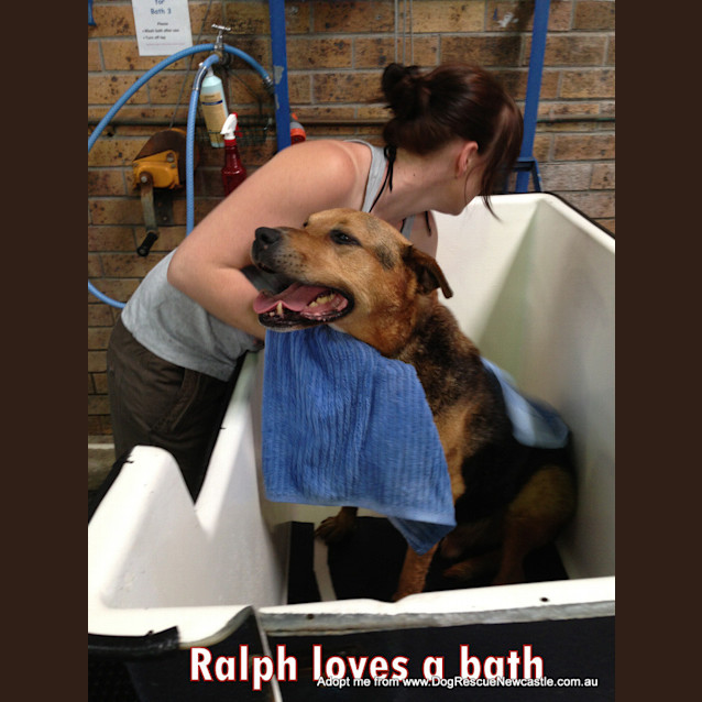 Photo of Ralph (Medical Hold)~ German Shepherd X