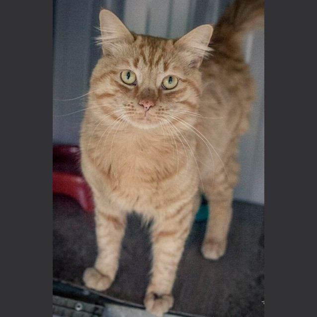 Photo of Oliver