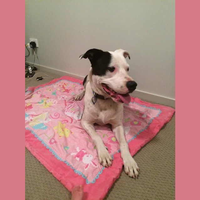 Photo of Zooki (Payment In Progress 14/11/14)