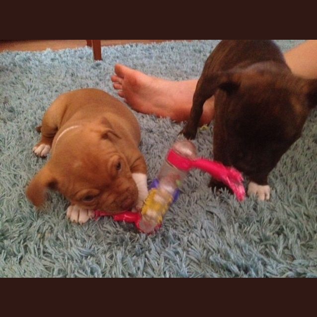 Photo of Lily Arna ~ Rehomed 29/10/14