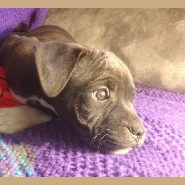 Photo of Kieran ~ Rehomed 2/11/14