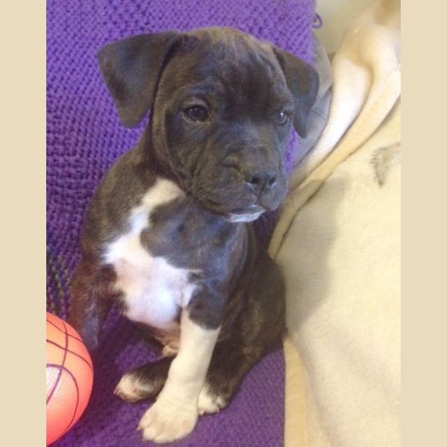 Photo of Kieran ~ Rehomed 2/11/14