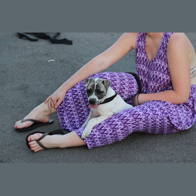 Photo of Splash Great With Cats, Dogs, You Nameit!!